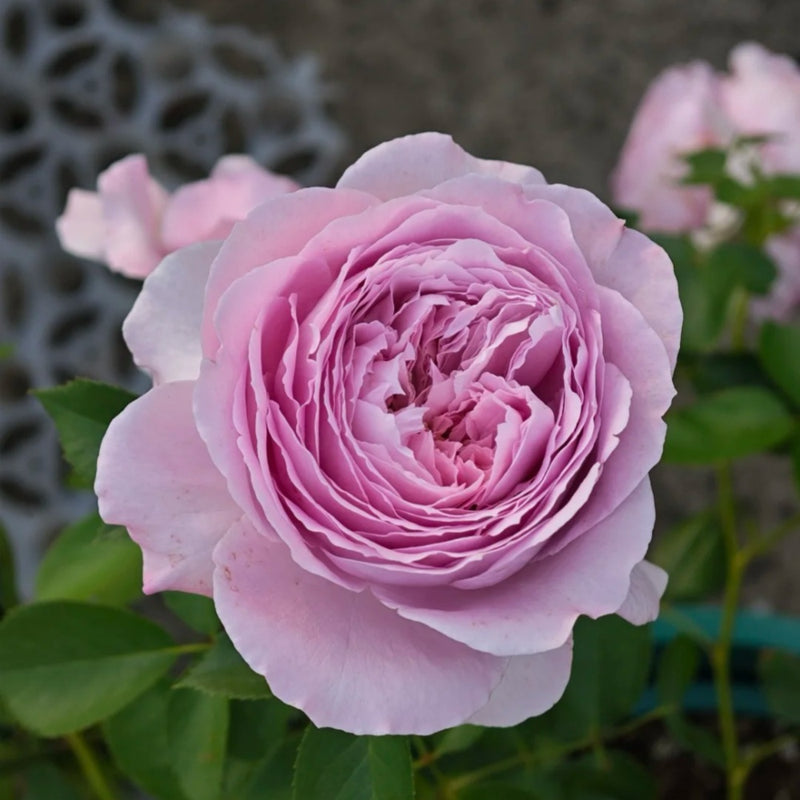 Repartil Rose Plant - Vibrant Blooms for Your Garden