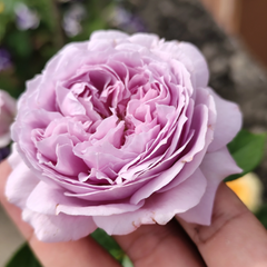 Repartil Rose Plant - Vibrant Blooms for Your Garden