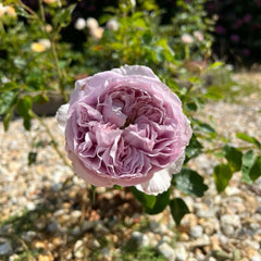 Repartil Rose Plant - Vibrant Blooms for Your Garden