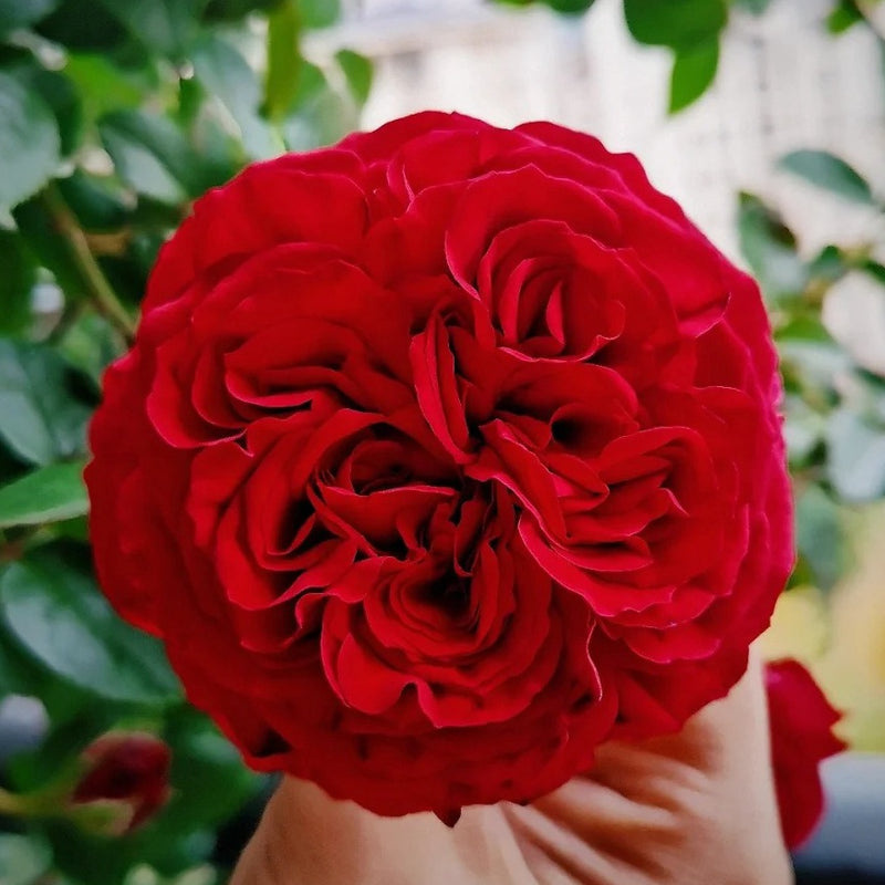 Republique de Montmartre Rose Plant