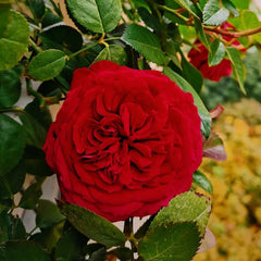 Republique de Montmartre Rose Plant