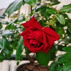 Republique de Montmartre Rose Plant