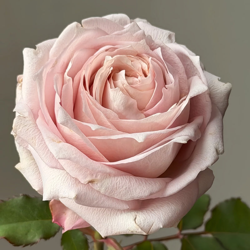 Requiem_Rose
