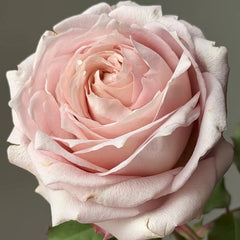 Requiem_Rose