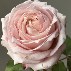 Requiem_Rose