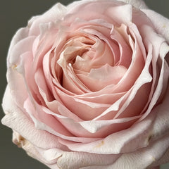 Requiem_Rose