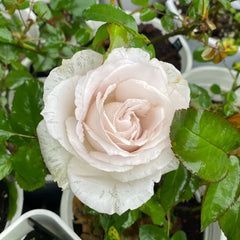 Requiem_Rose