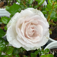 Requiem_Rose