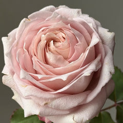 Requiemt Rose Plant|安魂曲
