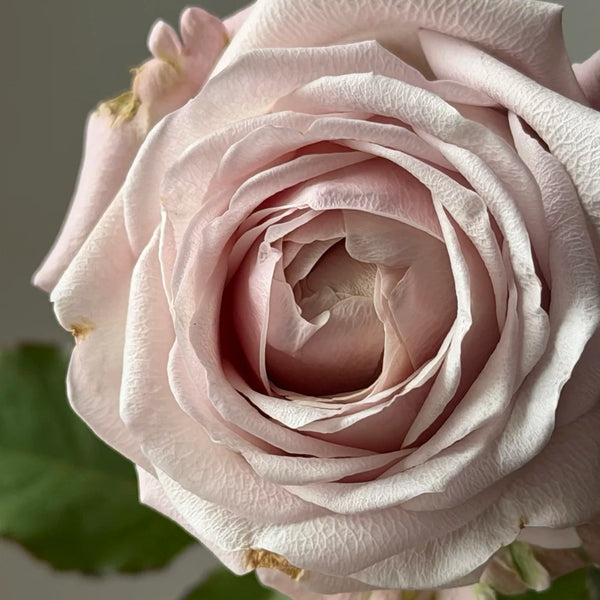 Requiemt Rose Plant|安魂曲
