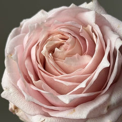 Requiemt Rose Plant|安魂曲