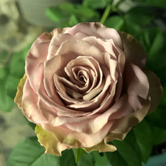 Retro Love Rose Plant|古典爱情