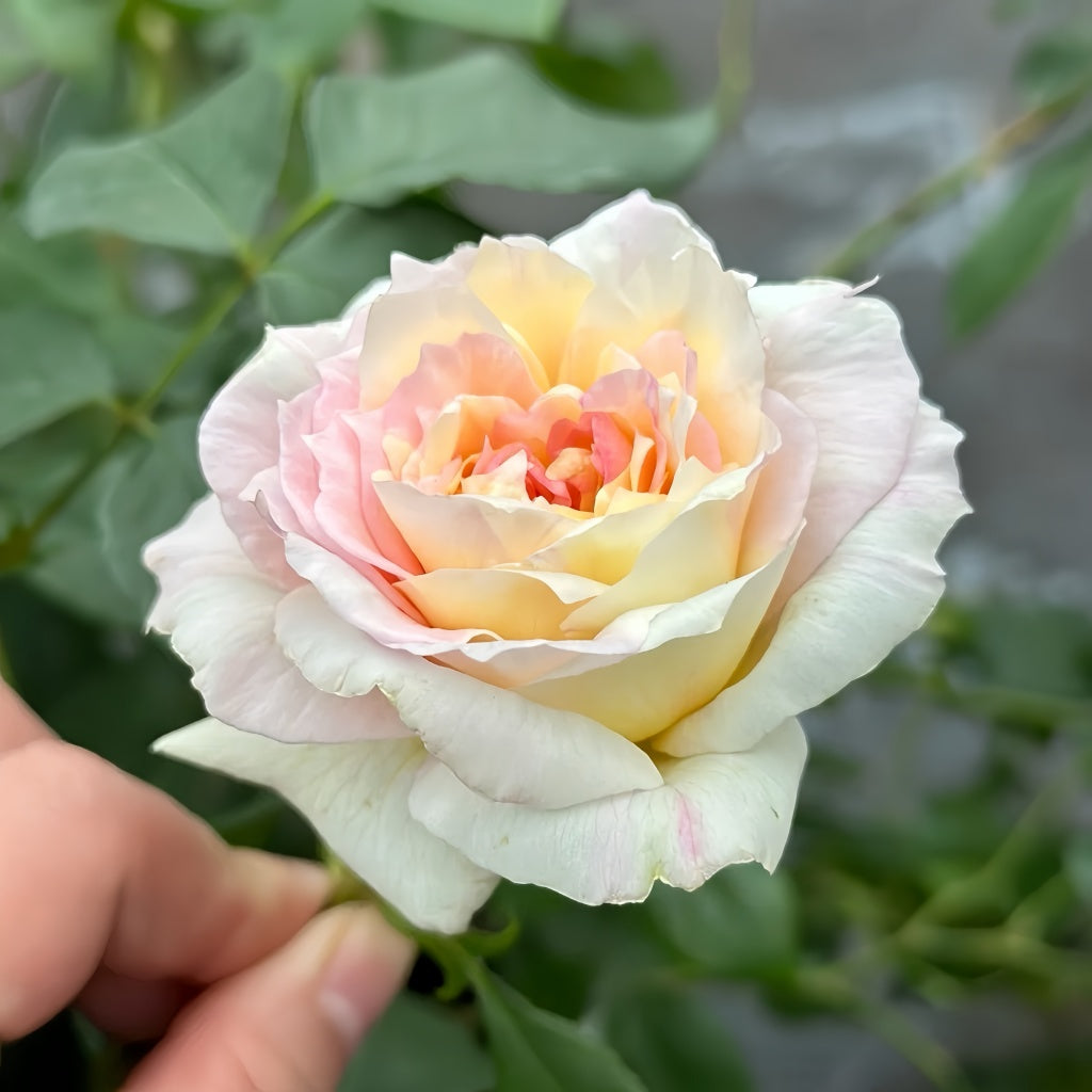 Light Colored Spring Roses Returning to Spring Rose Plant|回春 – Rose_Explosion