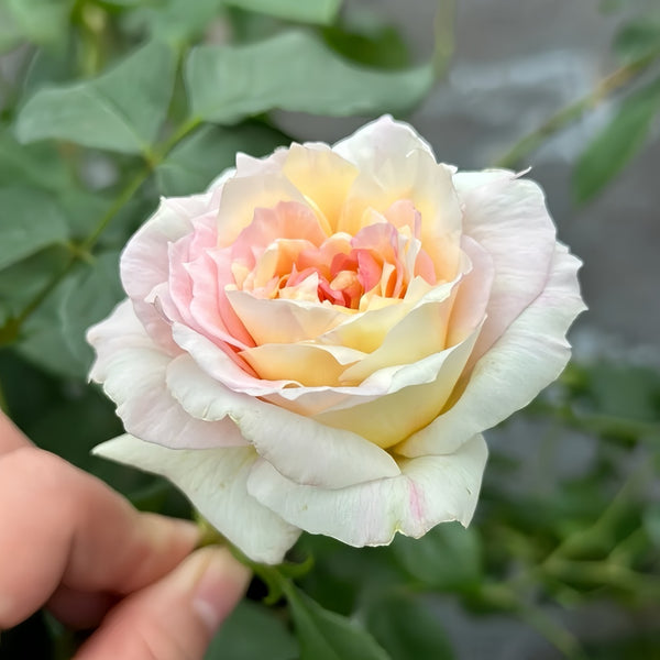 Returning to Spring Rose