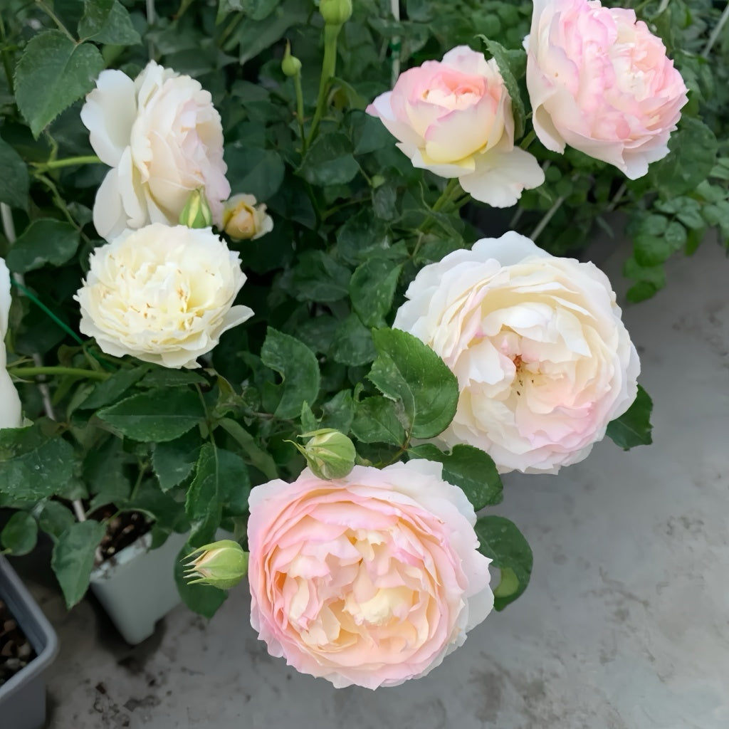 Light Colored Spring Roses Returning to Spring Rose Plant|回春 – Rose_Explosion