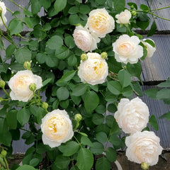 Returning to Spring Rose