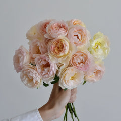 Returning to Spring Rose