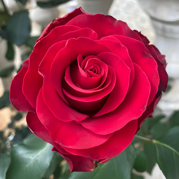 Rhodos Rose Plant|罗德斯 – Rose_Explosion