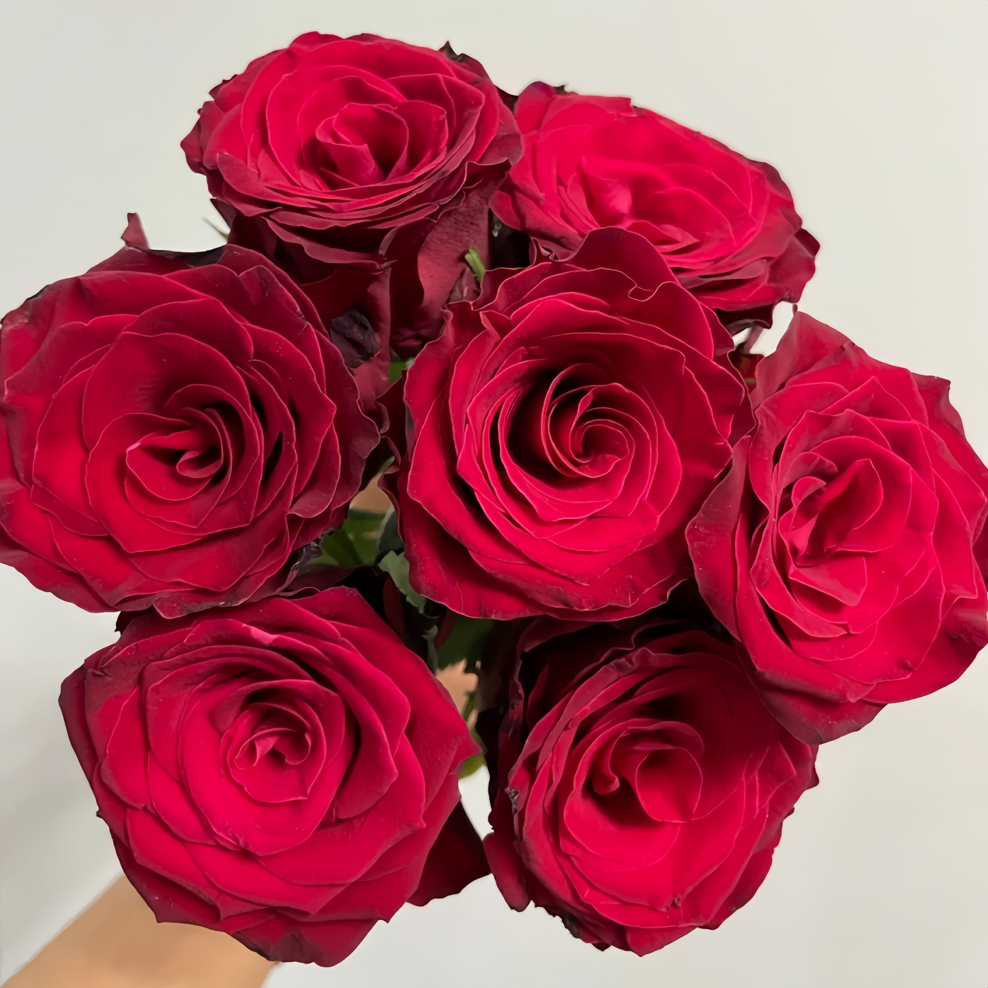 Rose Rhd Rhodos Rose Plant|罗德斯 – Rose_Explosion