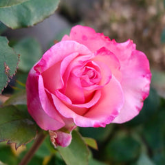 Rhoslyn Rose Plant|爱的呼吸