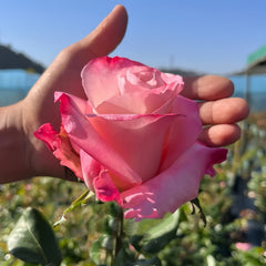 Rhoslyn Rose Plant|爱的呼吸