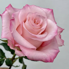 Rhoslyn Rose Plant|爱的呼吸