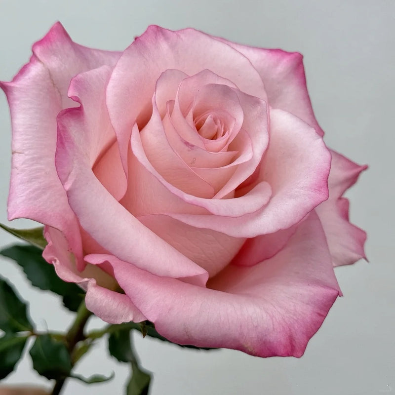 Rhoslyn Rose Plant|爱的呼吸