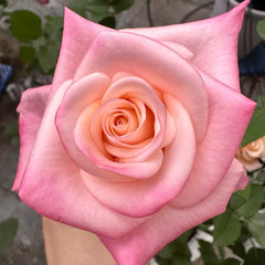 Rhoslyn Rose Plant|爱的呼吸