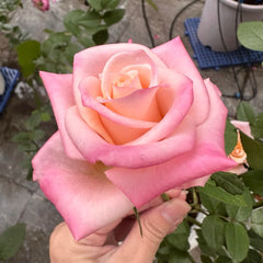 Rhoslyn Rose Plant|爱的呼吸
