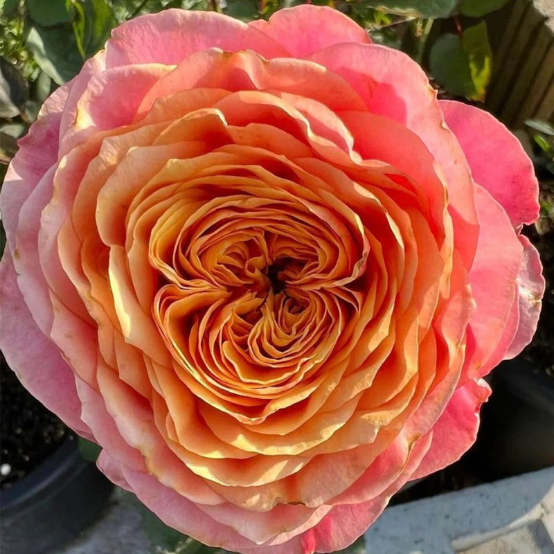 Richmond Park Rose Plant