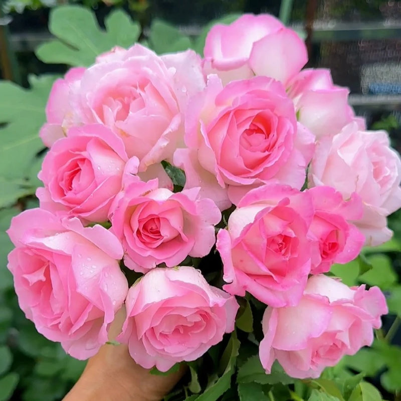 Rose Remon Rien Rose Plant|河本绊 – Rose_Explosion