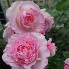 Rien Rose Plant