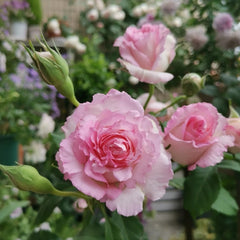 Rien Rose Plant