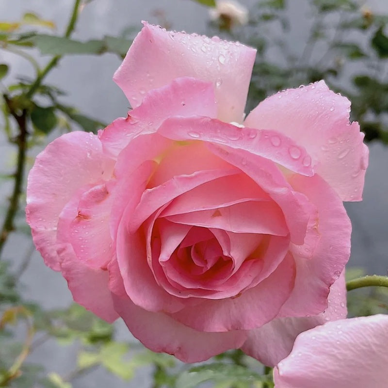Rivan Roses Rien Rose Plant|河本绊 – Rose_Explosion