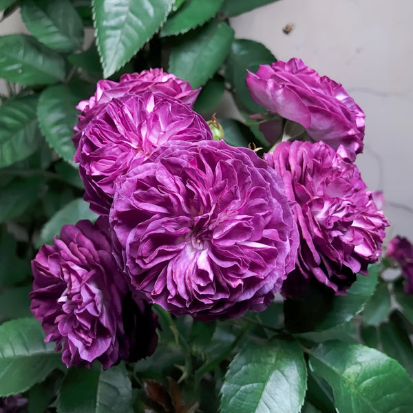 Rinaldo Rose Plant|圣十字军 – Rose_Explosion