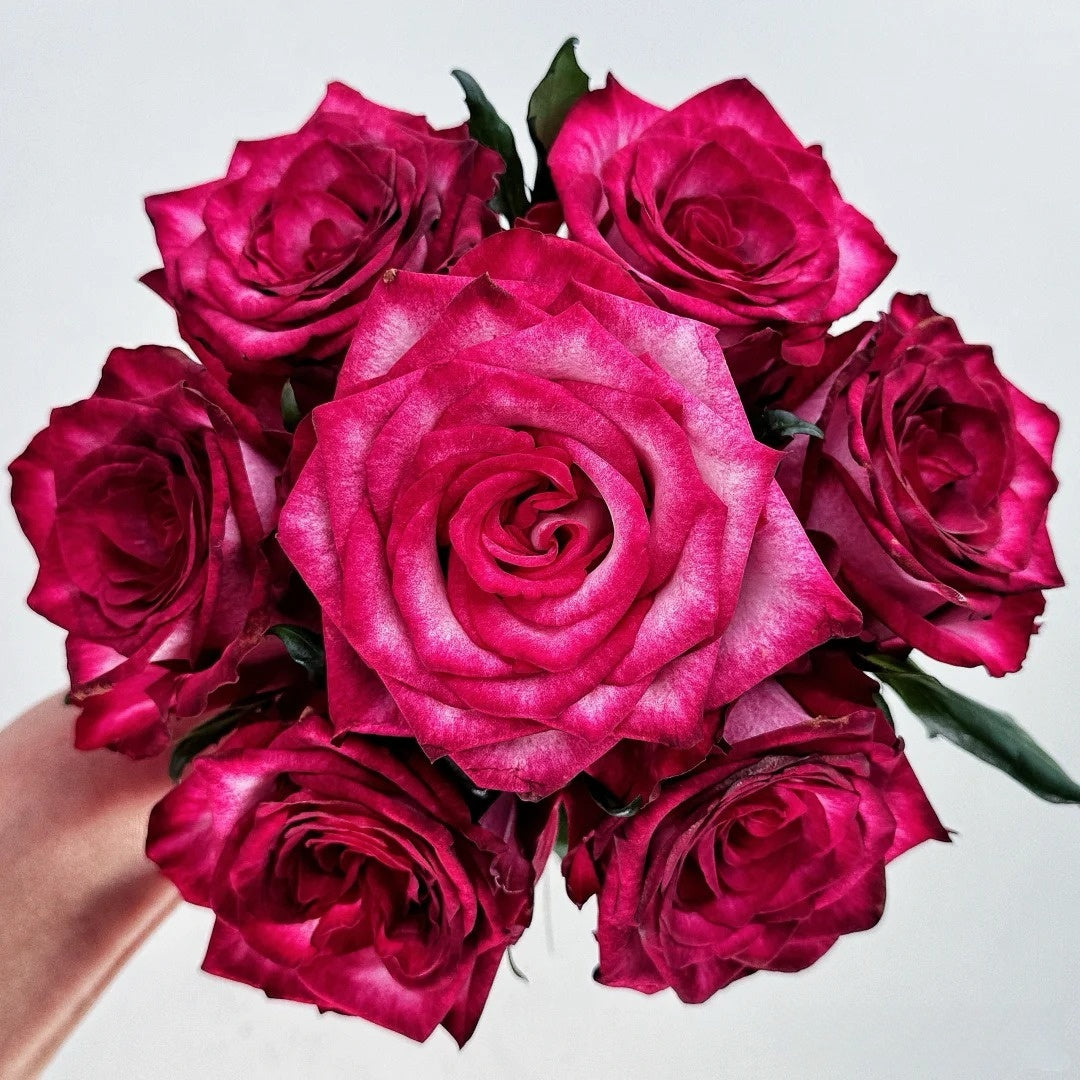 Spasibo Roses Ripasso Rose Plant|里帕索 – Rose_Explosion