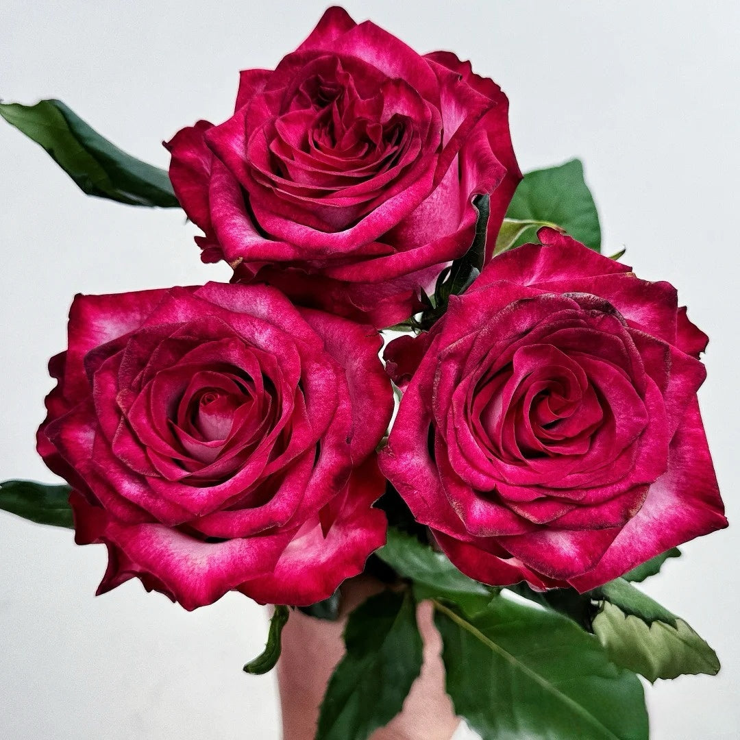 Spasibo Roses Ripasso Rose Plant|里帕索 – Rose_Explosion