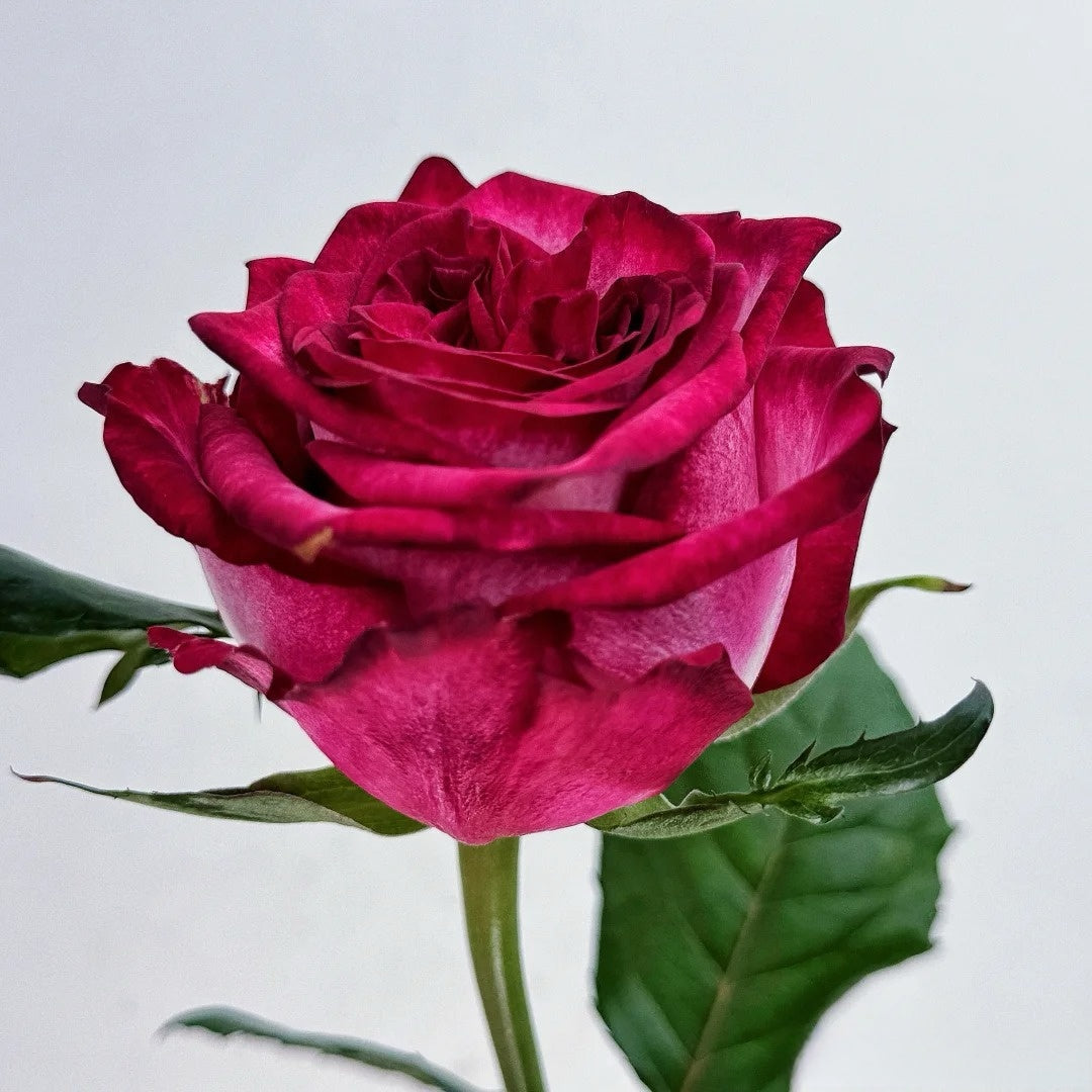 Spasibo Roses Ripasso Rose Plant|里帕索 – Rose_Explosion