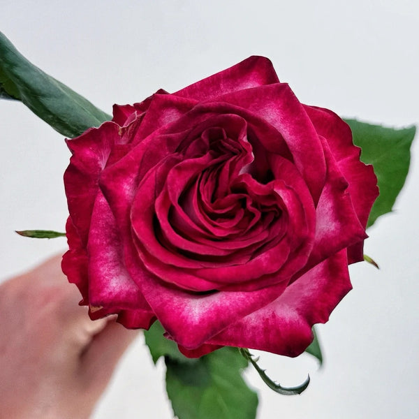 Ripasso Rose Plant｜里帕索 – Rose_Explosion