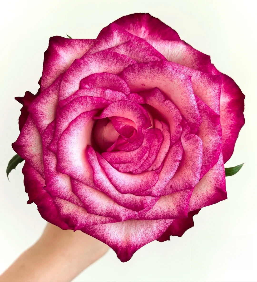 Spasibo Roses Ripasso Rose Plant|里帕索 – Rose_Explosion