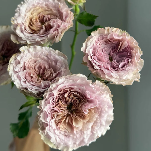 Ritual Rose|仪式玫瑰