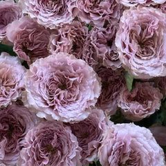 Ritual Rose|仪式玫瑰