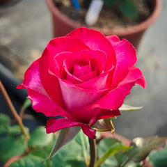 Riviera Rose Plant