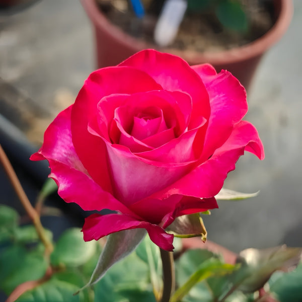 Riviera Rose Plant
