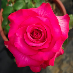 Riviera Rose Plant