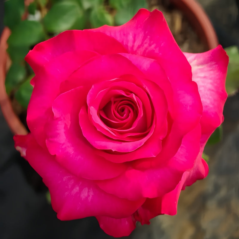 Riviera Rose Plant