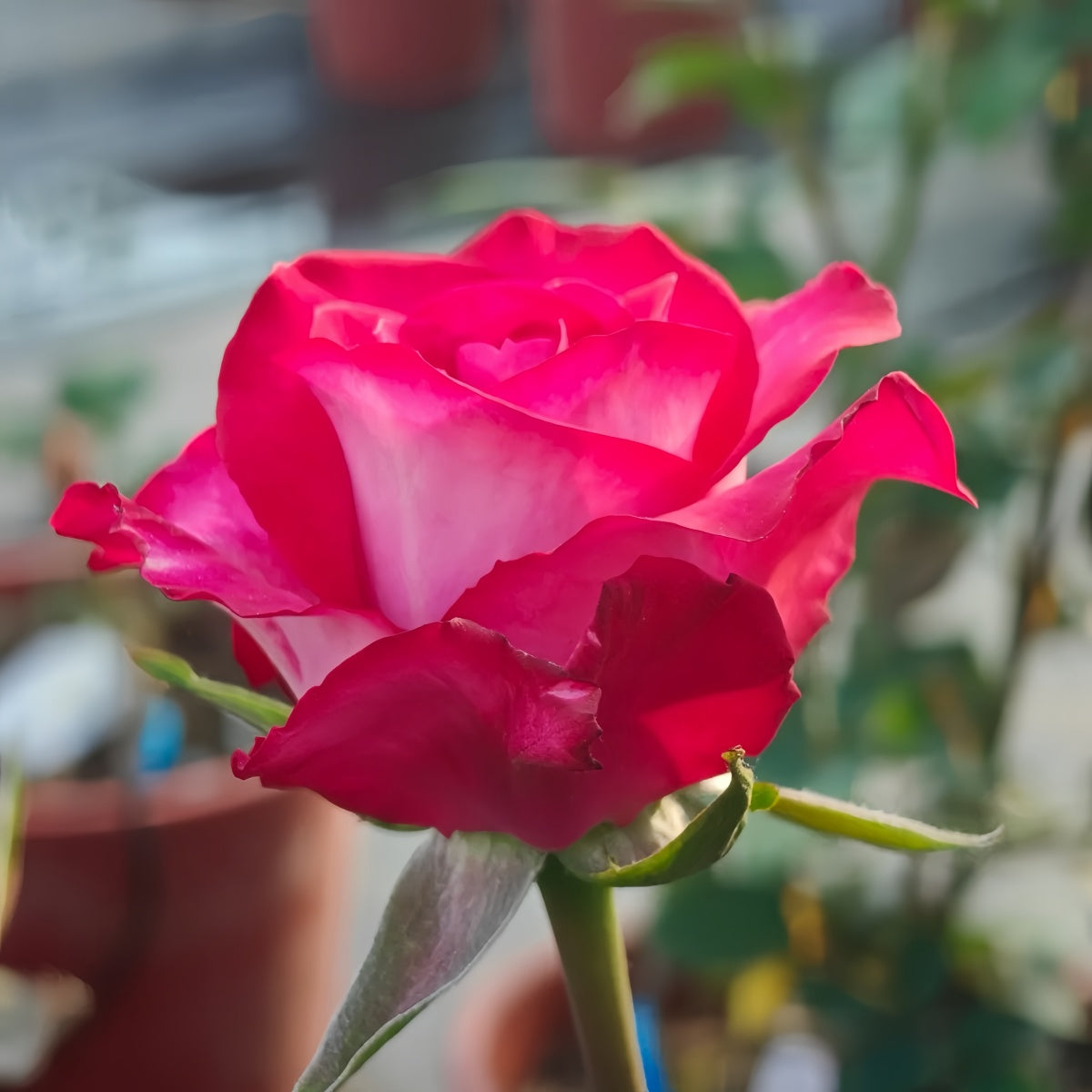 Rivan Roses Riviera Rose Plant|瑞艾薇拉 – Rose_Explosion