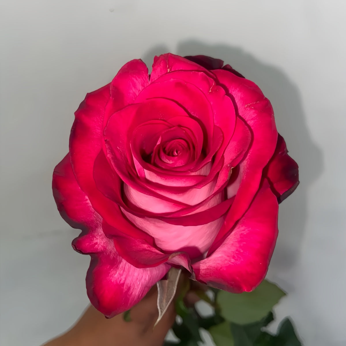 Rivan Roses Riviera Rose Plant|瑞艾薇拉 – Rose_Explosion