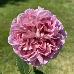 Robe à la française Rose Plant