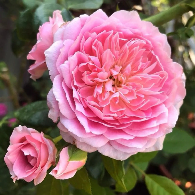 Robe à la française Rose Plant